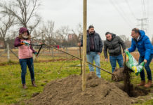Faültetésekről és kivágásokról számolt be a főkertész