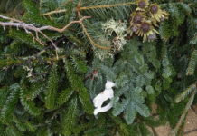 Ők adták a városnak a Casalgrande téri karácsonyfát