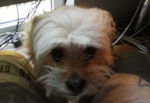 Dunakeszin készülnek az állatmentők a szilveszterre, ezt a számot hívhatja, ha megriadt kutyát lát az utcán