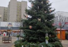 Feldíszítik a Casalgrande téri karácsonyfát