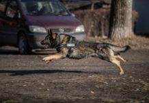 Rendőrségi kutyavásár lesz januárban Dunakeszin