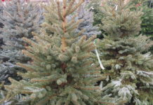 Már kiteheti a leszedett karácsonyfát a szemetese mellé, hamarosan elviszik