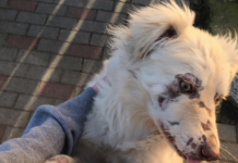 Vácig rohant egy Dunakeszin élő németjuhász, 4 riadt kutyát sikerült megtalálni az éjszaka