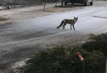 Mit tegyek, ha rókát látok a kertben?