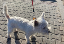 Beugrott az autómba, de utána újra elszökött, egy csatangolós westie története