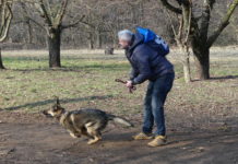 Keresőkutyának jó a tacskó is, de meccsre német juhásszal járnak a rendőrök