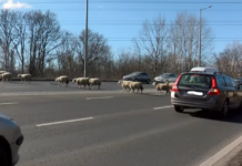 Találkozott már ezekkel a birkákkal a Váci úton, az M0-as közelében?