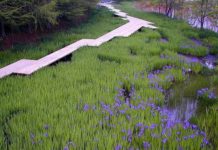 Biztonságos sétányt építenek a Kiscsurgón, ezzel is a helyi élővilágot védenék