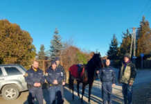 Ledobta lovasát, újabb részletek az elszabadult dunakeszi versenylóról