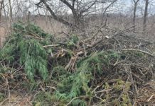 Az ELMŰ alvállalkozói ma megint nekieshetnek a dunakeszi fáknak