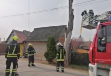 Szétrohadt, kiszáradt fához riasztották a tűzoltókat