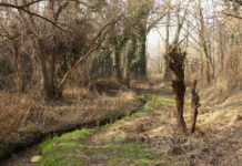 Római erőd része volt a Kiscsurgó, régészek kutatják, majd megújítják