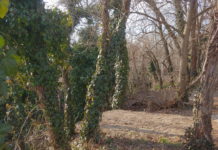 Szárazság van Dunakeszin, a főkertész az embereket kéri