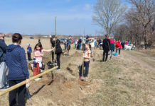 50 fa egy hétvége alatt, újrafásítják a másfél éve kivágott erdő területét