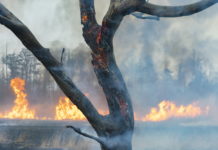 Pest megyére is elrendelték a tűzgyújtási tilalmat