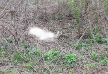 Elpusztult őz teteme az Alagimajori útnál