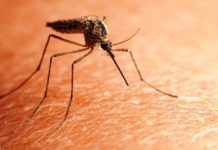 Szerdán jön a szúnyoggyérítés