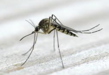 Igényeljen házi szúnyogcsapdát az önkormányzattól