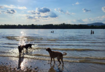 Strand – kutyával vagy kutya nélkül?
