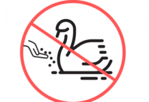 Ne etessük a vízi madarakat, főleg ne nyáron!