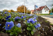 Virágba borult a város, de idén valami más, mint eddig