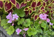 Muskátliosztás a főtéren