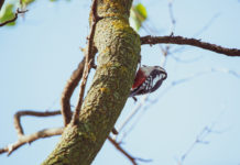 Madáretetés télen: mikor és mit adjunk enni a madaraknak?