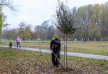 Sorra ültetik a facsemetéket Dunakeszin