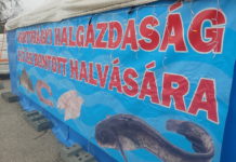 Nincs karácsony friss hal nélkül