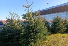 Hol és mennyiért lehet Dunakeszin fenyőfát venni karácsonyra?