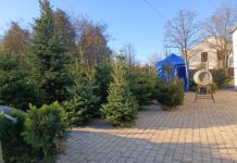 Ha környezettudatos, vegyen minél nagyobb vágott fát – nem vicc