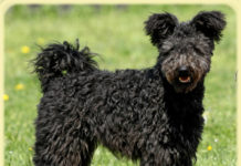 Nevezze el ön a dunakeszi gyerekek kutyusát