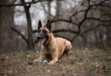 Keresik a leendő rendőrkutyákat