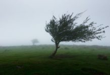 Dunakeszin is folyamatosan károkat okoz a viharos erejű szél