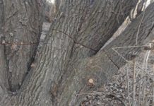 “A barom állat” – elszabadultak az indulatok a Duna-parti facsonkítással kapcsolatban