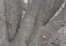 Valaki szétszabdalta a fák törzsét a Duna-parton