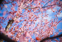 Meseszép tavaszi képek Dunakeszi virágzó fáiról