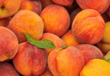 Súlyos károkat okozott a fagy a gyümölcsösökben