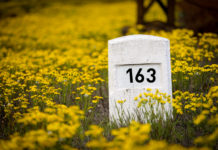 Sárga virágba borult a város