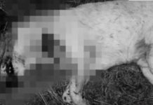 Lelőtt kutya ügyében nyomoz a dunakeszi rendőrség