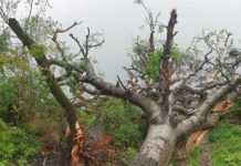 Menthetetlen volt a Duna-parti fa, amit korábban megrongáltak