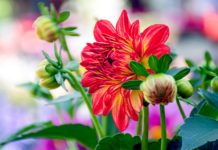 Legyen Dunakeszi az ország legvirágosabb városa!