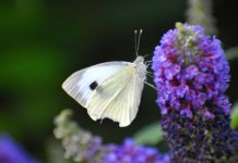 Elképesztő dunakeszi fotókra lehet szavazni a Föld napja pályázaton