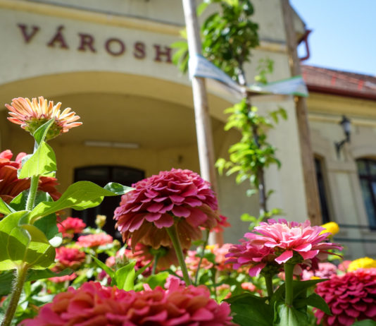 Főkertészt keres a Dunakeszi Polgármesteri Hivatal