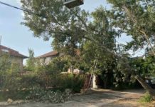 Kigyulladt és kidőlt fákat hagyott maga után a szél Dunakeszin