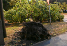 Tudatos faállomány-gazdálkodással mérsékelhetőek a viharkárok