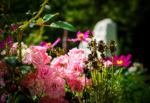 Mesés virágok a Keszi sétányon