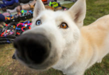 A Rex Állatotthonnak gyűjt adományt a Dunakeszi Odateszi Egyesület