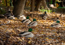 Aranyba borul a város – Mesés képek az őszi Dunakesziről
