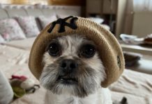 Jó fej kakas, imádnivaló süni, vagy az ember leghűségesebb társa lesz a nyertes?